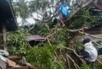 Pohon Besar tumbang timpah rumah warga Desa Kanco Kecamatan Cina, Selasa 18/2/2025