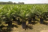 Dok, lahan Kelapa Sawit Indonesia