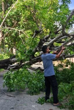 Angin Kencang Melanda, Sejumlah Pohon Tumbang Timpa Rumah Warga