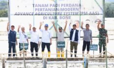 Tanam Perdana PM-ASS di Bone, Andi Asman Dorong Transformasi Pertanian Berbasis Teknologi