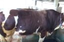 Sapi kurban Presiden RI di Bone,Sulsel, Bobot 1,05 Ton.