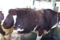 Sapi kurban Presiden RI di Bone,Sulsel, Bobot 1,05 Ton.