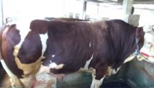 Sapi kurban Presiden RI di Bone,Sulsel, Bobot 1,05 Ton.