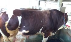 Sapi Milik Warga Bone Terpilih Jadi Hewan Kurban Presiden Prabowo, Bobotnya Capai 1,05 Ton