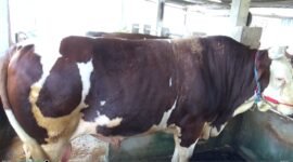 Sapi kurban Presiden RI di Bone,Sulsel, Bobot 1,05 Ton.
