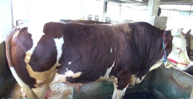Sapi kurban Presiden RI di Bone,Sulsel, Bobot 1,05 Ton.