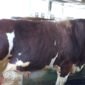 Sapi kurban Presiden RI di Bone,Sulsel, Bobot 1,05 Ton.