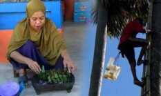 Tradisi ‘Massari’ Tetap Lestari, Tuak Manis dan Gogos Desa Lattekko Jadi Magnet Wisata Kuliner Bone