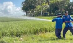 Petani Bone Menjerit Akibat Kekeringan, Pemkab Turunkan Mobil Tangki ke Lahan Pertanian