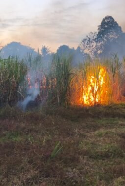 Kebakaran Lahan Tebu PT SGN di Bone, Petugas Damkar Berjibaku Dua Jam Padamkan Api