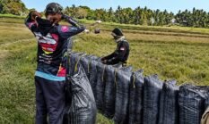 Pantang Menyerah Hadapi Kemarau, Kelompok Tani Mabbulo Sipeppa Raih Panen 5 Ton per Hektare