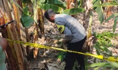 Benda Diduga Granat Nanas Terkubur di Tanah Ditemukan Bocah 11 Tahun Saat Bermain